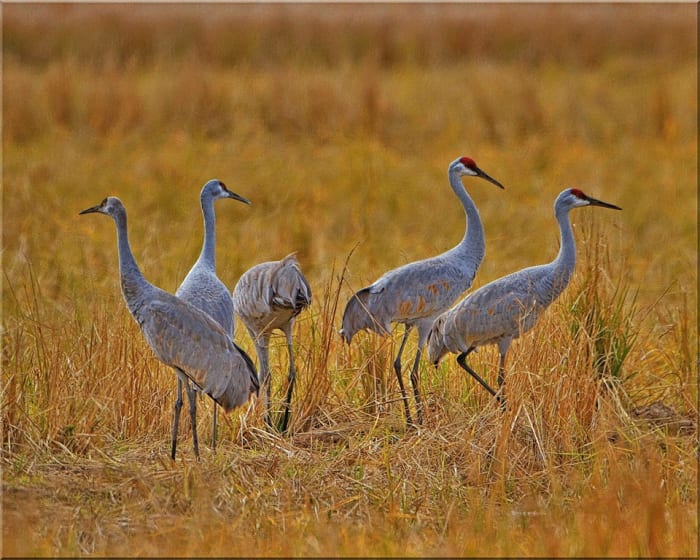 The Mississippi sandhill crane are listed as critically endangered and they are found in the wild only on, and adjacent to, the Mississippi Sandhill Crane National Wildlife Refuge in Gautier, Mississippi.