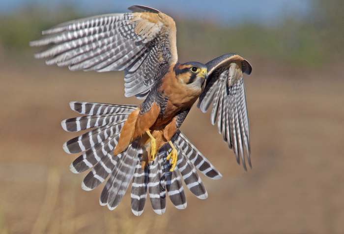 This handsome, endangered northern aplamado falcon is only found in the states of Texas, Arizona and New Mexico.