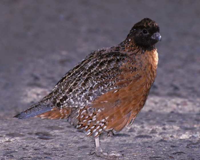 The masked bobwhite quail is on the endangered list and is found only in the Sonoran Desert and semi desert regions of southern Arizona, and northern Sonora in Mexico. It is the only species of quail on the endangered list.