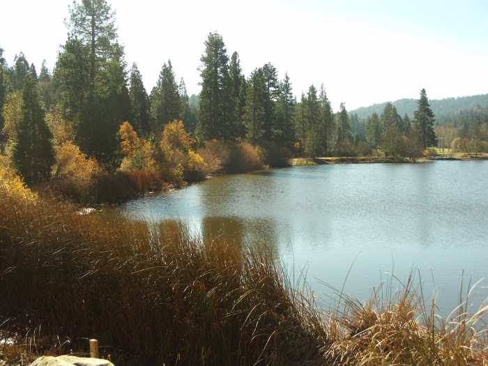 There are many beautiful trees and ducks to be spotted on a walk to Grass Valley Lake.