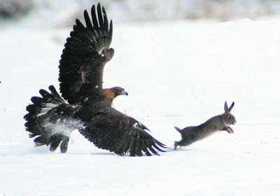 Many birds of prey regularly hunt natural prey as large as large rabbits. Especially if you have small pets that you allow to spend time outside, it's important to be aware of the potential dangers that predatory birds can present.
