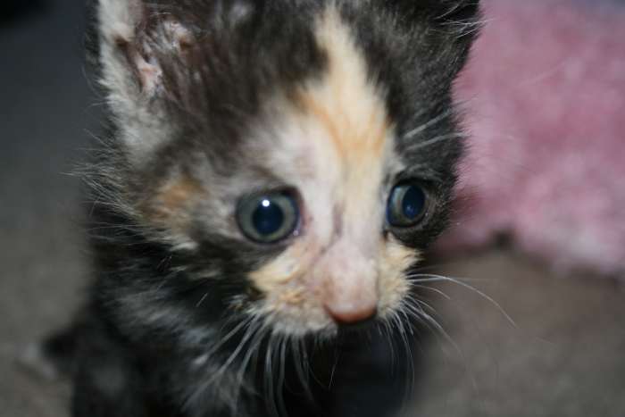 Precious had an infected sebaceous cyst on her back right leg. She was not able to walk well or balance, and appeared to be in pain. The vet drained the cyst and prescribed antibiotics. He advised me that if the infection progresses, she could die.