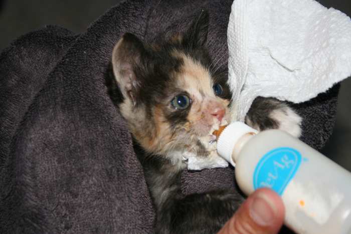 I was determined to help her to get better. Previous months I had lost a set of siblings. Two days after the vet visit, Precious began to enjoy eating, and trying to walk.