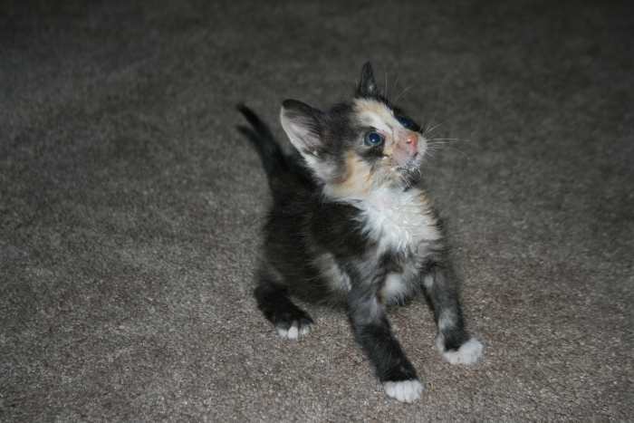One week after Precious came to my home, I started using items for her to play with and motivated her to walk. By the 3rd week, she was limping less and trying to jump.