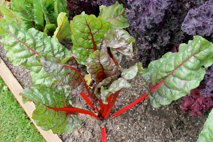 swiss chard