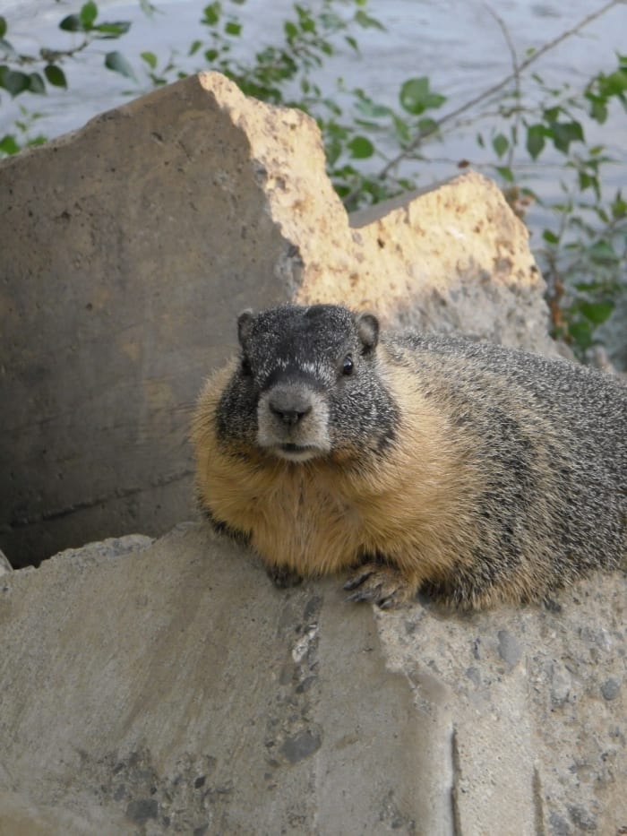Rock Chuck, or Yellow Bellied Marmot in Kamloops, Canada. They live in family groups with one male and several adult females, as well as juveniles.