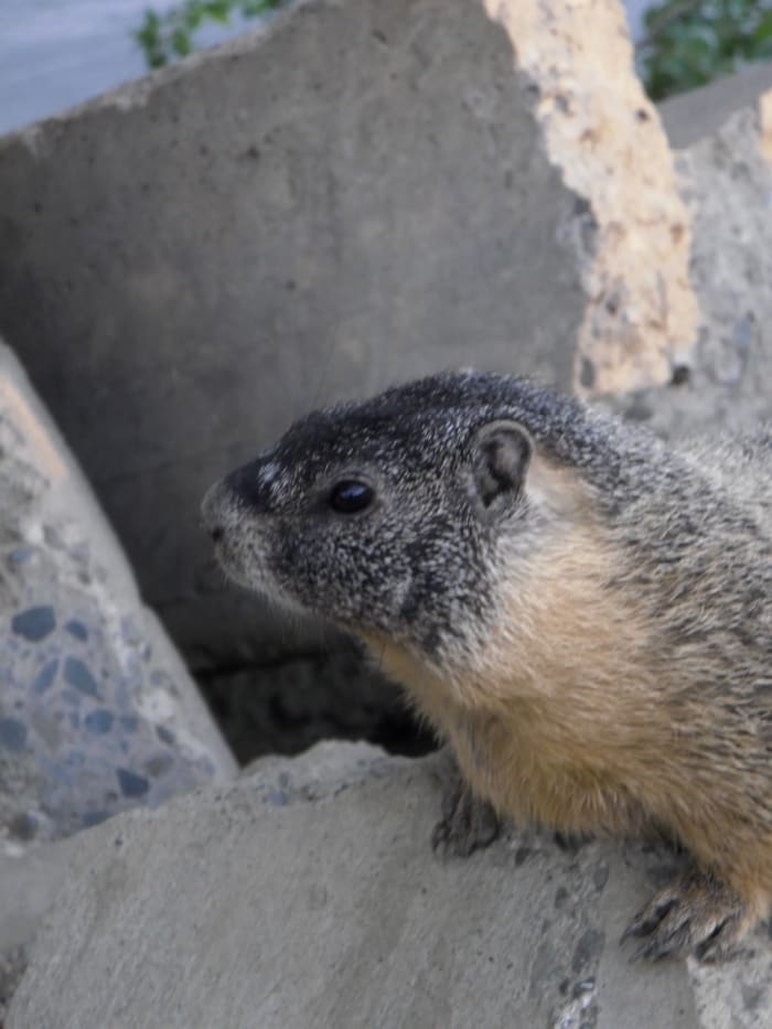 Yellow Bellied Marmot, or Rock Chuck is alert, and the next moment after the picture was taken, he ran under the rocks to the burrow.