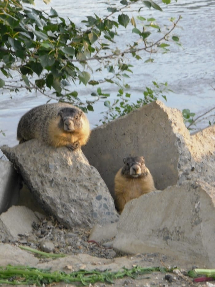 Guarding the pack, two Yellow Bellied Marmots, or Rock Chucks, perch at sunset on stones on the Thompson River bank at Kamloops, British Columbia.