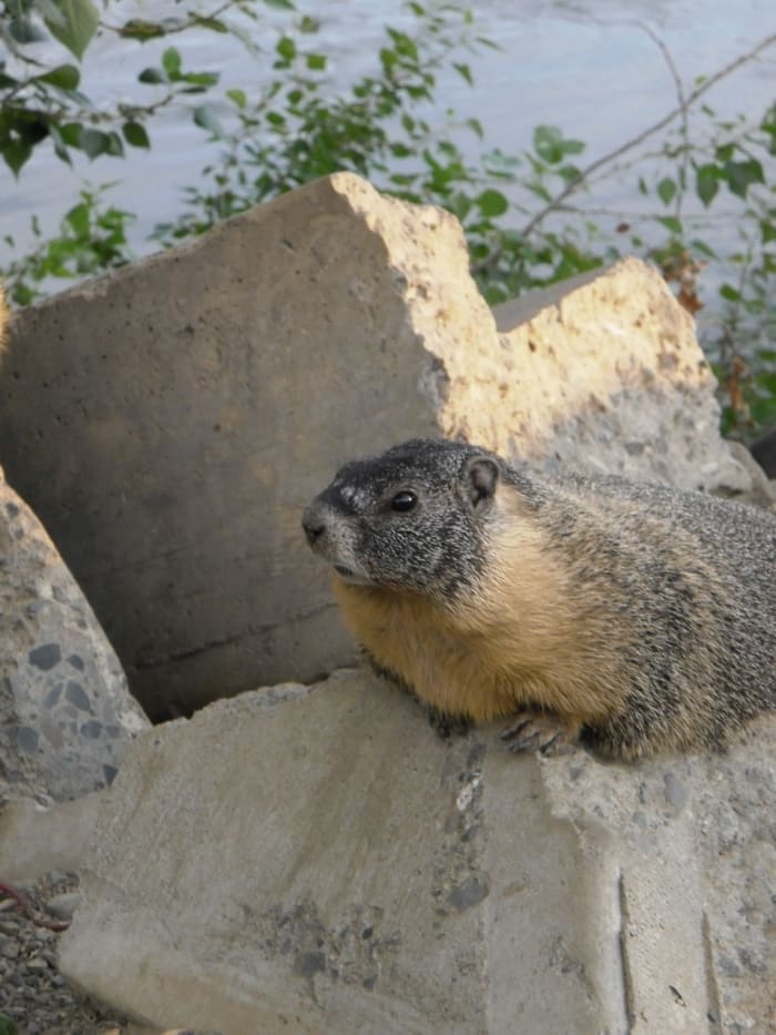 These Rock Chucks, in the Ground Squirrel family, are quite used to people and allow close approach. Their den is in the riverbank below a pile of broken concrete slabs.