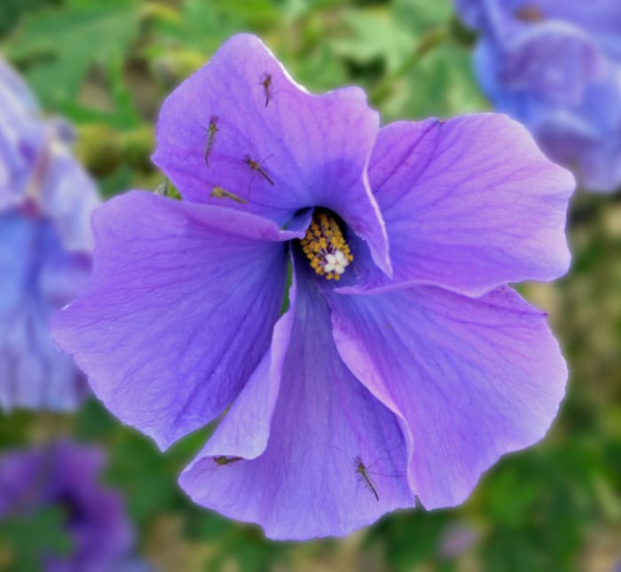 Alyogyne Huegelii bloom also known as the Australian Native Hibiscus or West Coast Gem