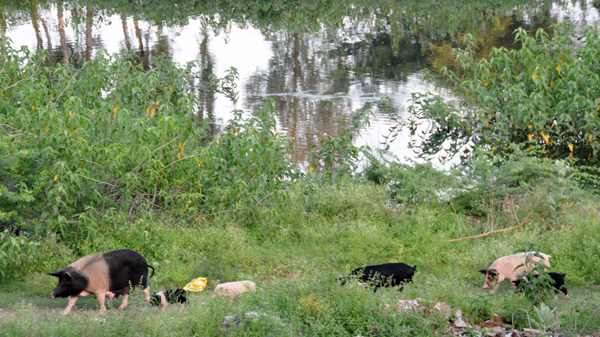 At least a hundred pigs, sows and piglets romp and wallow about the river. Speaks volumes of the amount of rubbish present too...