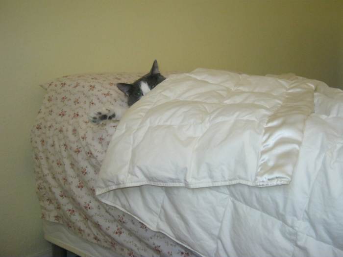 Dixie has taken over Mom's pillow. Shhhh, can't you see I'm sleeping here Mom? It's time for you to get up anyway. I'll just continue to lounge the day away... because I can!