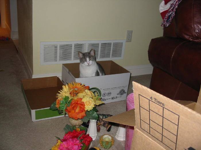 Misty LOVED helping Mommy pack for the move to Las Vegas... she helped SO much, Mommy tried to pack whenever she was asleep! It reminded me of having a two year old around again.