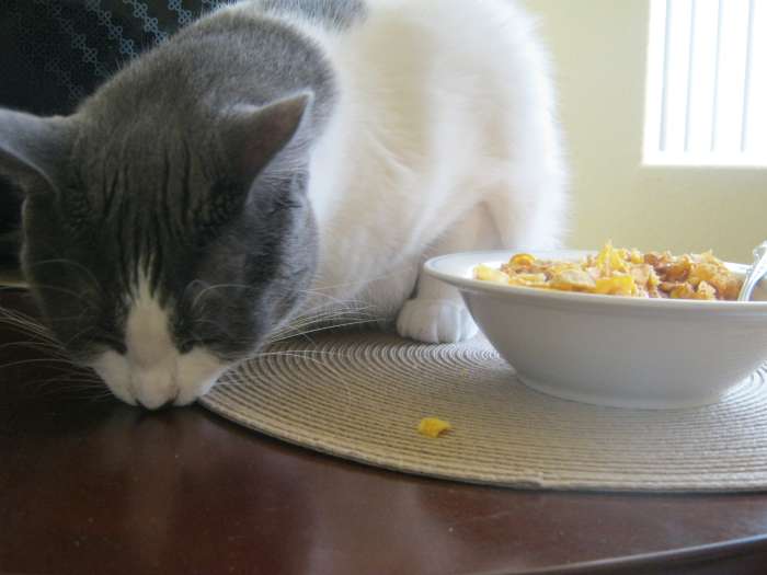 Dixie enjoying breakfast with Mom. Hey Mom, buy some more of these Honey Bunches Of Oats - they're yummy!