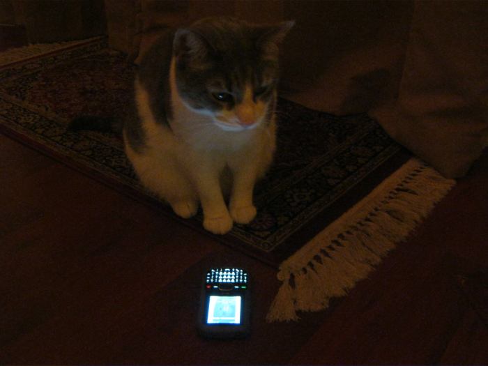 Mitty! I told you that "I'm Out Of Treats" is not a big enough emergency to text Mommy!