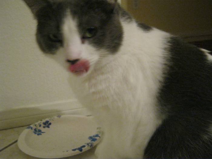 Yes, I get my treats first thing in the morning - as it should be - you peeps carry on now... until the next time I want a treat, which will most likely be in about 15 minutes. Then, Mommy will look at me and ask 'Didn't I give you a treat already?"