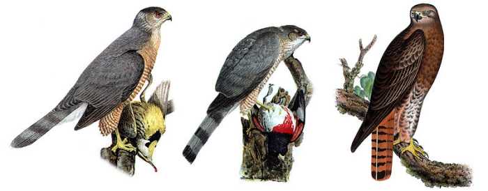 Three hawks are commonly referred to as chickenhawks but any bird killing barnyard animals or pets can be called a chickenhawk.