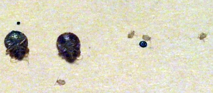 Close up view of more bed bugs. I apologize for the lack of clarity - I was using my cell phone to take the pictures.