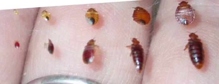 Note the tiniest of these. Before feeding, they are creme colored and no bigger than the head of a pin. The Bedbug Handbook, the source for this picture, has lots of actual useful information on bed bugs, unlike my own story here.