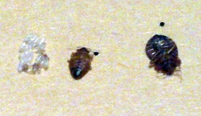 Bed bugs with a molted bedbug shell. Once you see and recognize these, they are a good indicator that you need to take action.