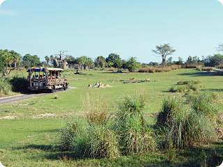 Safari vehicle roaming the savannah of Walt Disney World's Animal Kingdom Kilimanjaro Safaris adventure.