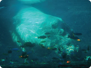 Clear side of the Hippo tank provides unique underwater view of these animals in action.