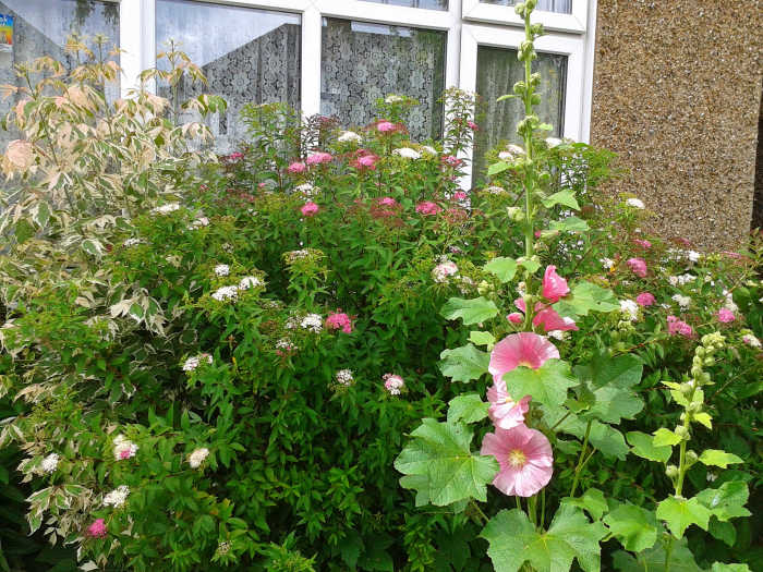 A typical English cottage garden style in summer, all in pink and green tones - hollyhocks, spirea and cornus