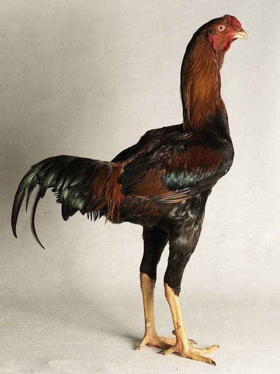 Malay roosters are the tallest breed recorded standing on average 3 feet in height. They are still used for fighting in some parts of the world.