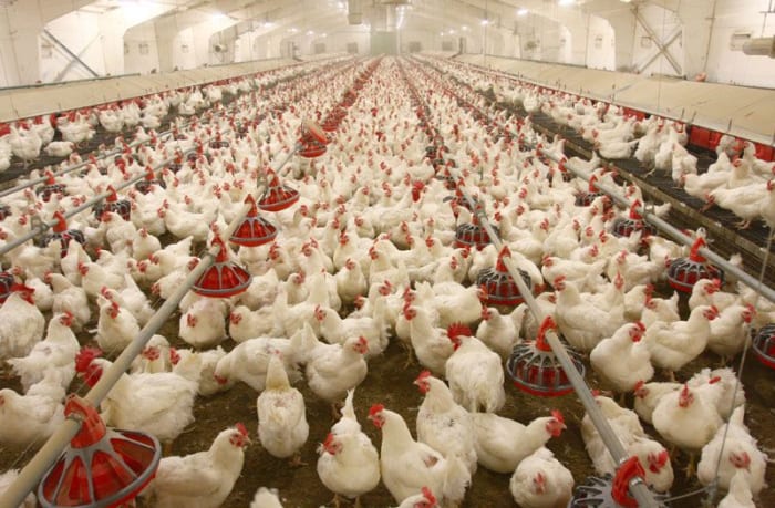 These broilers are near slaughtering age, raised their entire lives indoors and with thousands of others.