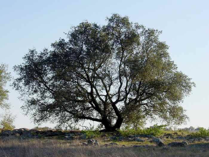 Absalom caught his hair in the branches of an oak tree and hanging there he was unable to fight and was killed.