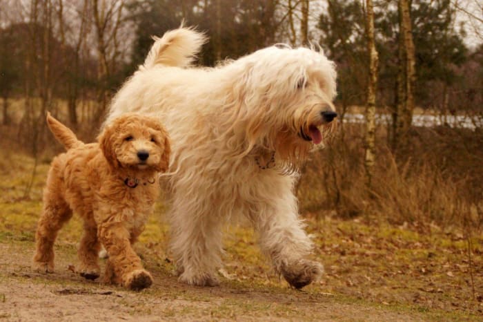 10 Most Popular Poodle Mix Dog Breeds - HubPages