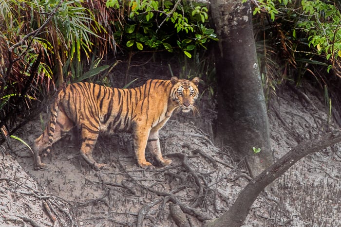 Bengal Tiger on the mud banks in the Sundarban Reserve