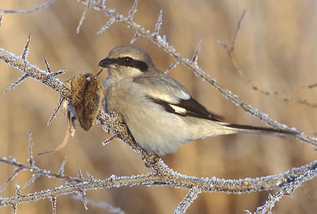 A picture of a Great Grey Shrike complete with a recently killed mouse impaled on a thorne. Source: Marek Szczepanek via Wikimedia Commons