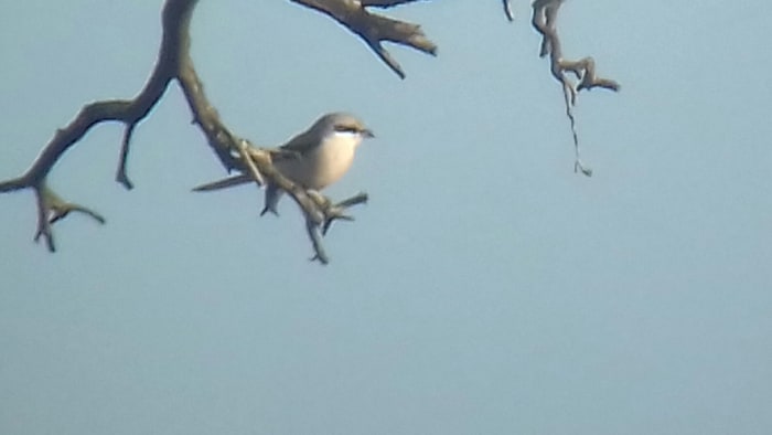 A couple of record shots that I managed to get of the Great Grey Shrike on a bright sunny day in mid November. Source: James Kenny