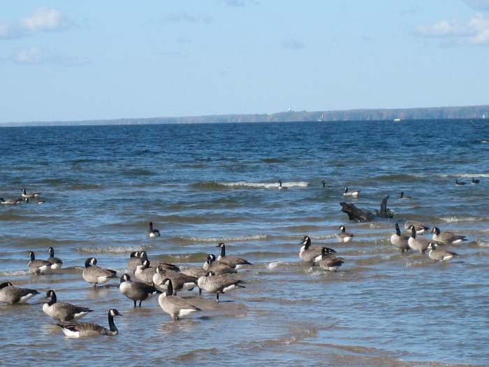 Canada Geese on Lake Oneida, at Verona Beach State Park in New York State.