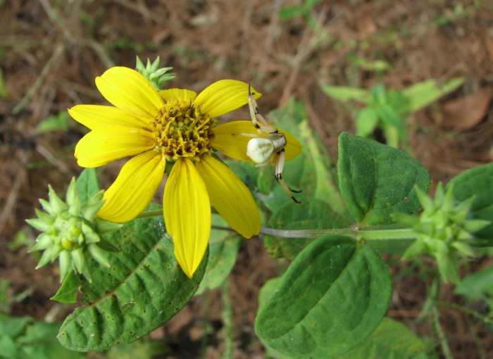This spider is perfectly camouflaged as it waits for its prey to land on a sunflower.