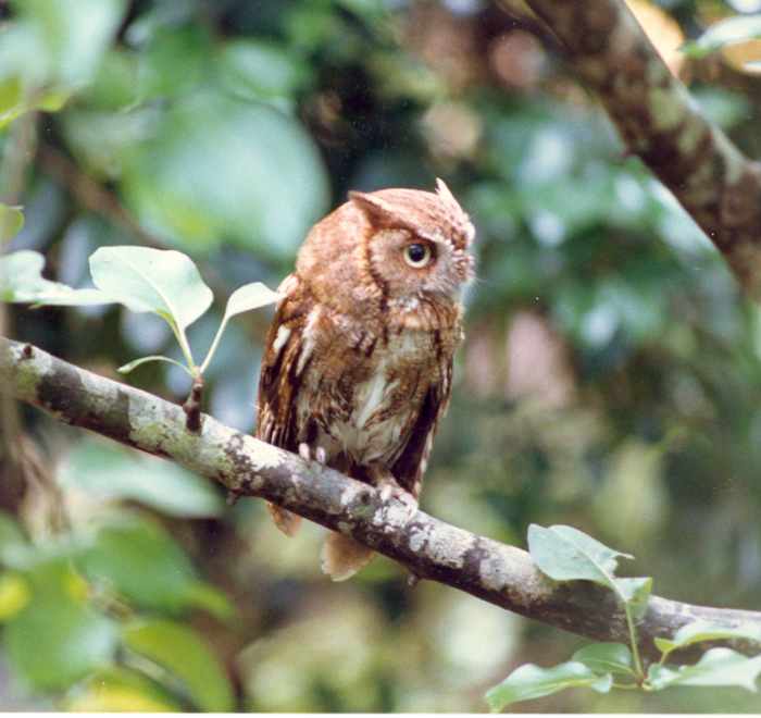 The call of a screech owl is an eerie sound. This is an eastern individual which raised young in a wood duck box in our backyard.