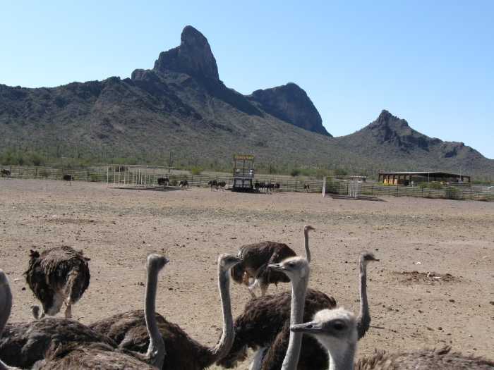 Small part of the Ostrich herd. Our egg came from one of the Ostrich in the herd.