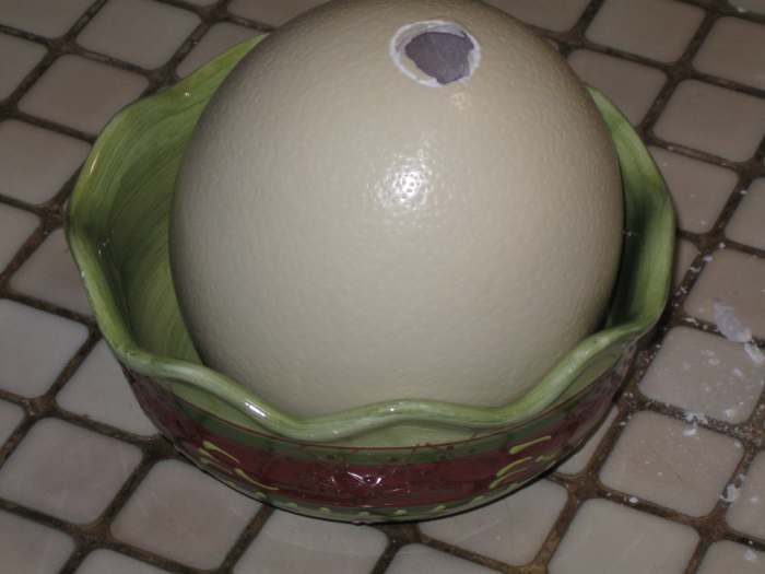 Shell removed from tip of Ostrich egg revealing the thick membrane enveloping the liquid contents beneath the shell