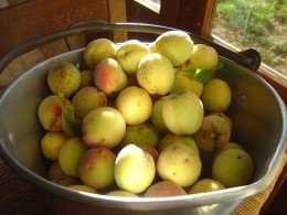 When the peaches are ready they come by the ton and a great way to use the peach glut is to make peach jam.