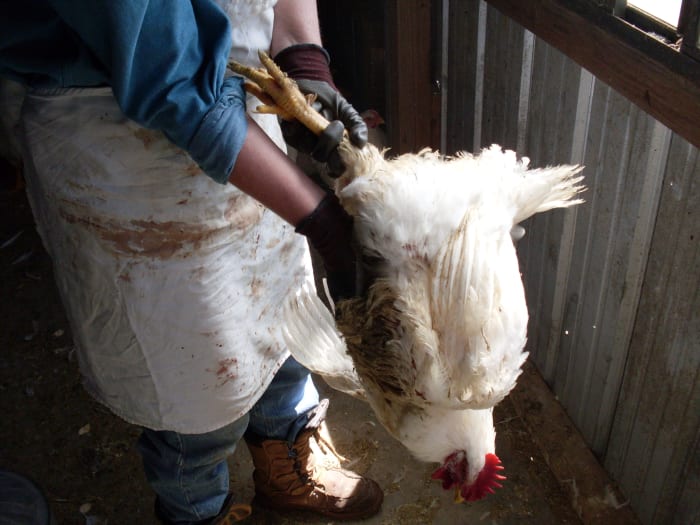 How To Butcher A Chicken, Part 1: Preparing Your Work Space; Killing ...