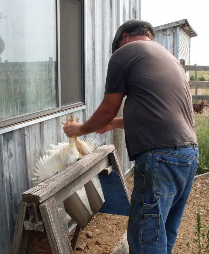 How to Butcher a Chicken, Part 1: Preparing Your Work Space; Killing ...