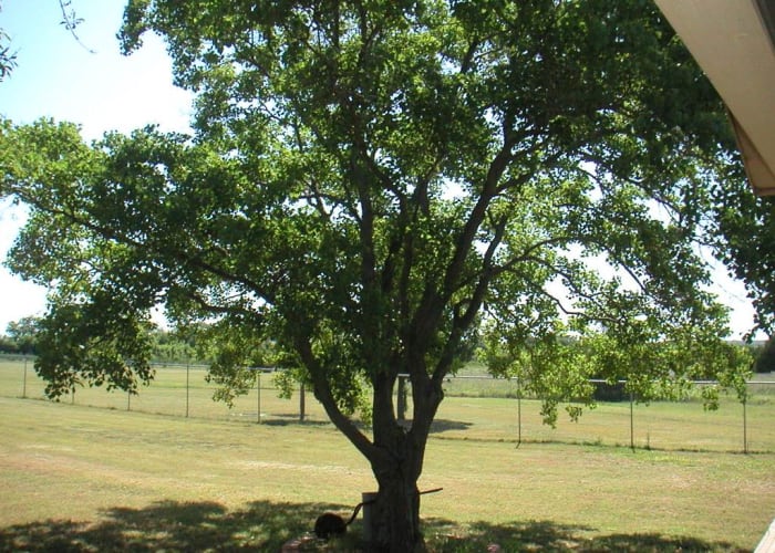 The hearty nature of the Triadica Sebifera, known as the Chinese Tallow or Popcorn Tree, is responsible for its exponential growth rate.