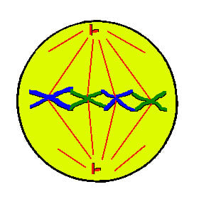 Metaphase - chromosomes line up in the centre and attach to centrioles via spindle fibres at the centromere.