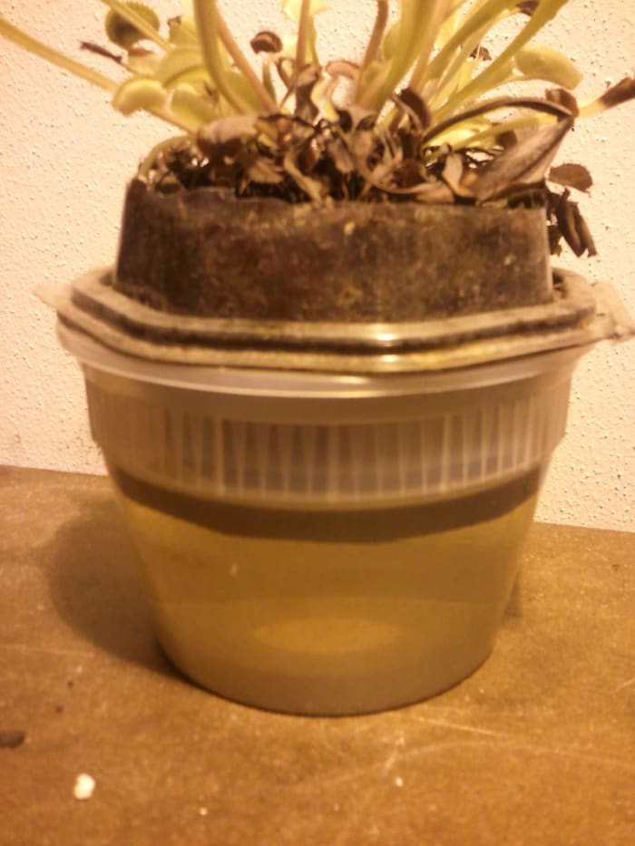 Venus Flytrap being watered using a Tupperware container filled with distilled water. The potted plant is placed inside the water container