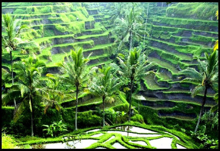 On the other hand, rice is one crop that needs lots of water, as we can see on these rice fields in Indonesia.