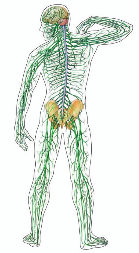 It is the physical body, comprised of a nervous system which allows one to experience the sensation of burning associated with hell, for a short time.