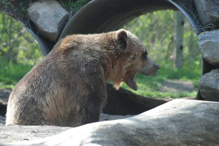 In case of a grizzly bear attack, kiss your a** goodbye. Proactive protective measures are the best bet here.