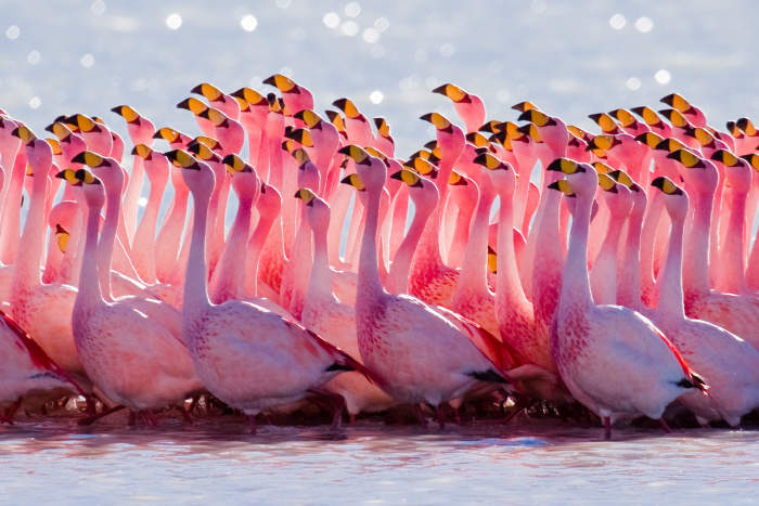 A flock of flamingos with that beautiful bright pink color that they are known for.