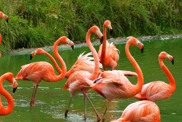 Some flamingos are more orange than pink. But whatever color they are, there is just one reason for it.